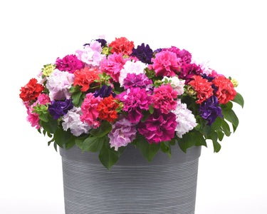 Double Cascade Grandiflora Hybrid Mix Petunia